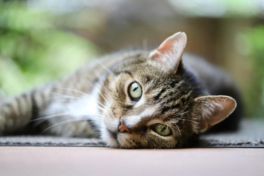 Gatos